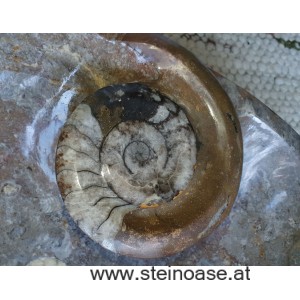 Waschbecken Fossilien-Marmor